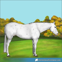 Horse Color:Black Sabino 