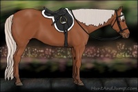 Horse Color:Silver Bay 