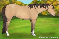 Horse Color:Amber Champagne 