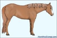 Horse Color:Chestnut Splash 