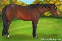Horse Color:Bay Sabino 