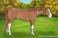 Horse Color:Chestnut Splash 