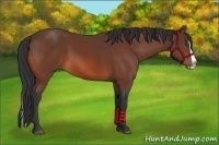 Horse Color:Bay Splash 