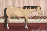 Horse Color:Amber Champagne 