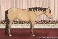 Horse Color:Amber Champagne