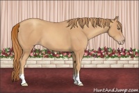 Horse Color:Gold Champagne 