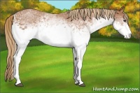 Horse Color:White Spotted Chestnut