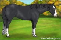Horse Color:Black Splash 