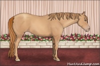 Horse Color:Gold Champagne 