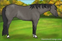Horse Color:Grullo Rabicano