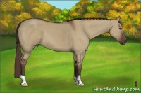 Horse Color:Liver Red Dun 