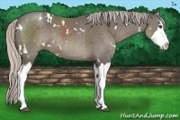Horse Color:White Spotted Silver Black Splash Rabicano