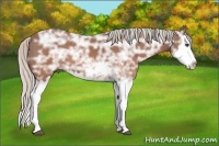 Horse Color:Silver Brown Ice Sabino Splash Rabicano 