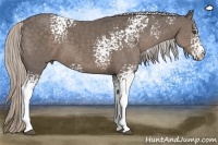 Horse Color:White Spotted Silver Black 