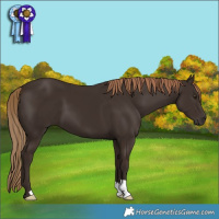 Horse Color:Liver Chestnut