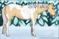 Horse Color:Palomino Tobiano 