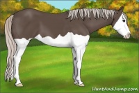 Horse Color:Silver Black Splash
