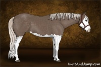 Horse Color:Silver Black Splash 
