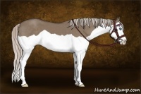 Horse Color:Silver Grullo Splash 