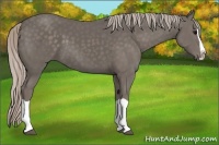 Horse Color:Silver Black Splash 
