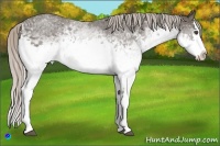 Horse Color:White Spotted Silver Black Splash