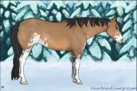 Horse Color:Bay Dun Sabino 