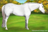 Horse Color:White Spotted Blue Roan Splash Frame Appaloosa