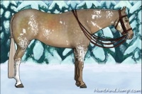 Horse Color:White Spotted Chocolate Palomino