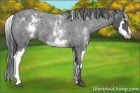 Horse Color:White Spotted Blue Roan Splash Frame Appaloosa