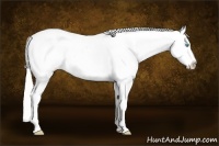Horse Color:Silver Amber Cream Champagne Roan Pearl Dun Splash Tobiano Frame Near Leopard Rabicano 