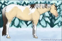 Horse Color:Amber Champagne Dun Tobiano 