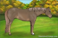 Horse Color:Chocolate Palomino 