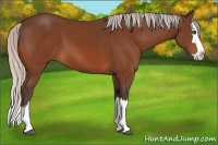 Horse Color:Silver Bay Sabino Splash 