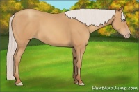 Horse Color:Silver Amber Champagne Frame 