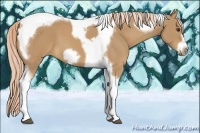 Horse Color:Palomino Tobiano Frame 