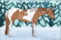 Horse Color:Chestnut Tobiano Rabicano 