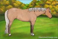 Horse Color:Silver Bay Roan 