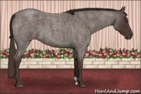 Horse Color:Liver Red Roan 