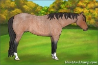 Horse Color:Bay Roan 