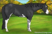 Horse Color:Black Sabino