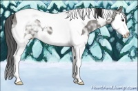 Horse Color:White Spotted Grullo Ice Splash Tobiano