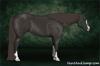 Horse Color:Liver Chestnut Sabino