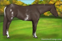 Horse Color:White Spotted Liver Chestnut Sabino 