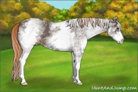 Horse Color:White Spotted Liver Chestnut Sabino 