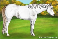 Horse Color:White Spotted Liver Chestnut Sabino 