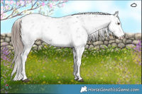 Horse Color:Liver Chestnut Sabino