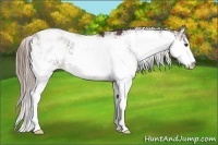 Horse Color:Liver Chestnut Sabino