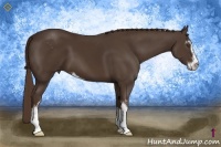 Horse Color:Liver Chestnut Sabino