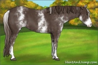 Horse Color:White Spotted Liver Chestnut Sabino 