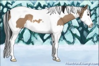 Horse Color:Bay Roan Dun Splash Tobiano and Bay Roan Dun Splash Tobiano